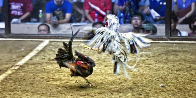 okvnd qq88 bắn cá