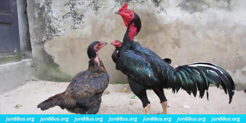 okvnd casino hồ tràm có cho người việt vào không